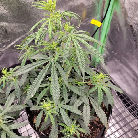 Blue Dream Auto #1 (ILGM) growlog photo: Light intensity too high for this stage, hopefully will catch up quick
