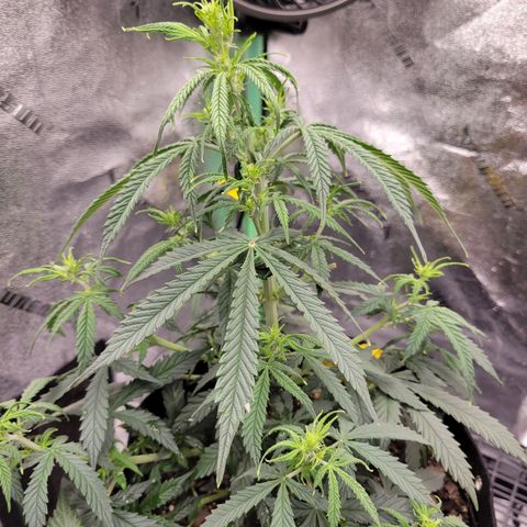 Blue Dream Auto #1 (ILGM) growlog photo: Light intensity too high for this stage, hopefully will catch up quick