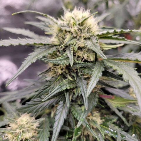 Girl Scout Cookies Extreme auto #1 (ILGM) growlog timeline photo