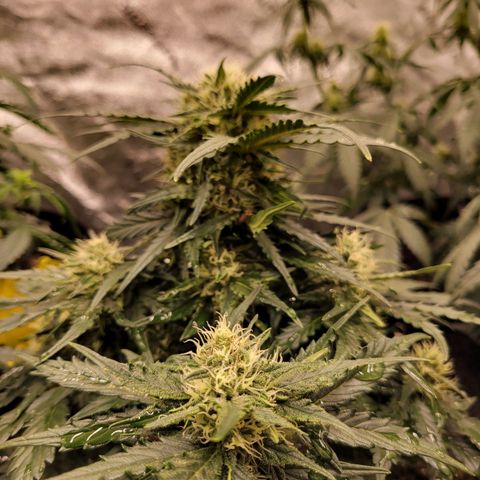 Girl Scout Cookies Extreme auto #1 (ILGM) growlog timeline photo