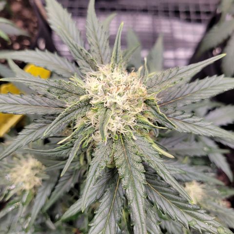 Girl Scout Cookies Extreme auto #1 (ILGM) growlog timeline photo