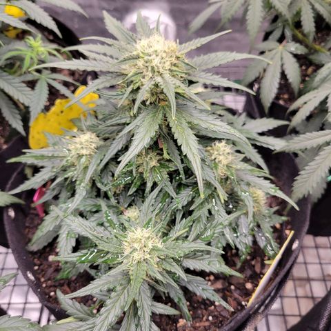 Girl Scout Cookies Extreme auto #1 (ILGM) growlog timeline photo