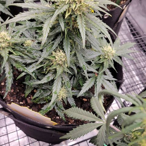 Girl Scout Cookies Extreme auto #1 (ILGM) growlog timeline photo