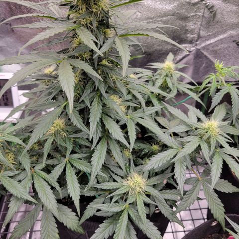 Girl Scout Cookies Extreme auto #2 (ILGM) growlog timeline photo