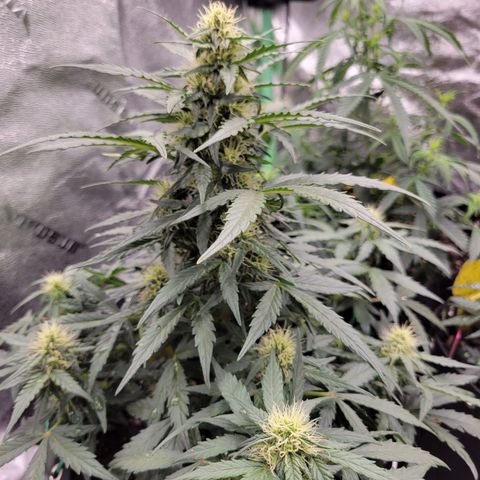 Girl Scout Cookies Extreme auto #2 (ILGM) growlog timeline photo