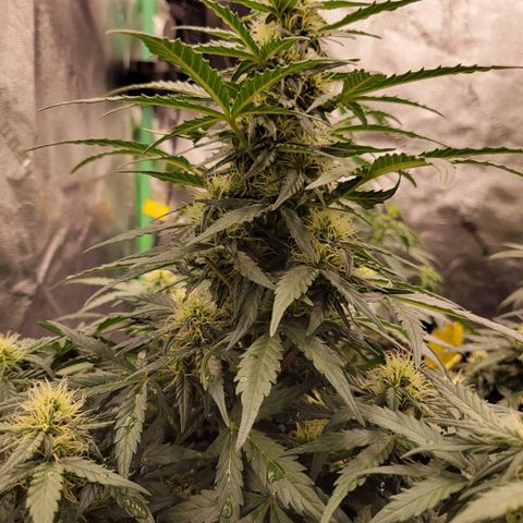 Girl Scout Cookies Extreme auto #2 (ILGM) growlog timeline photo