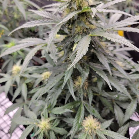 Girl Scout Cookies Extreme auto #2 (ILGM) growlog timeline photo