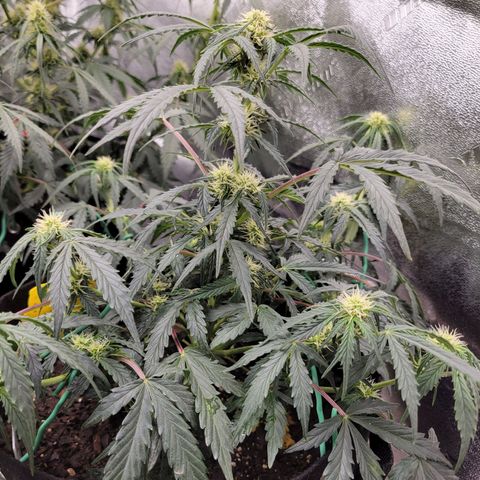 Blue Dream auto #2 (ILGM) growlog timeline photo