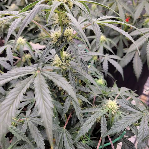 Blue Dream auto #2 (ILGM) growlog timeline photo