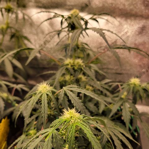Blue Dream auto #2 (ILGM) growlog timeline photo
