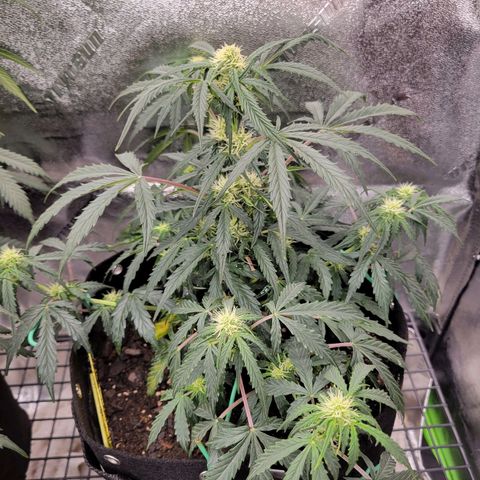 Blue Dream auto #2 (ILGM) growlog timeline photo
