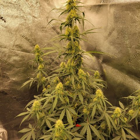 Blueberry Auto (ILGM) growlog timeline photo