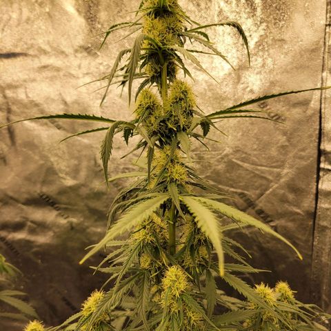 Blueberry Auto (ILGM) growlog timeline photo