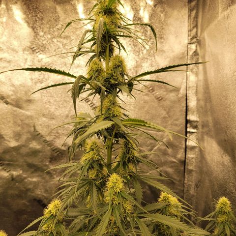 Blueberry Auto (ILGM) growlog timeline photo