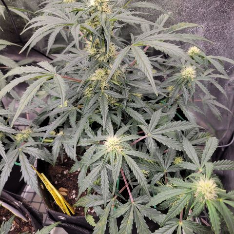 Blue Dream Auto #1 (ILGM) growlog timeline photo