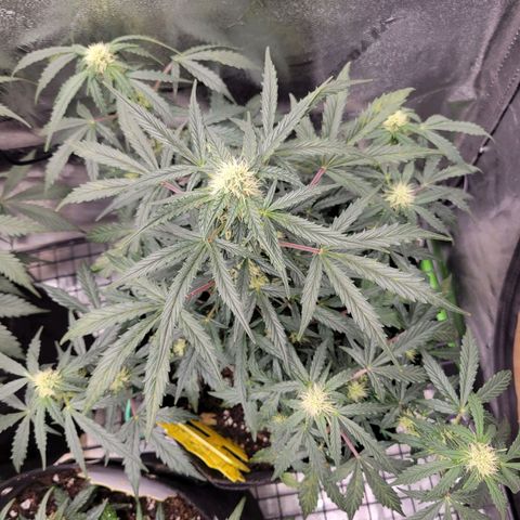 Blue Dream Auto #1 (ILGM) growlog timeline photo