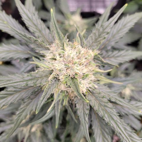 Girl Scout Cookies Extreme auto #1 (ILGM) growlog timeline photo