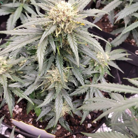 Girl Scout Cookies Extreme auto #1 (ILGM) growlog timeline photo