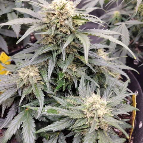 Girl Scout Cookies Extreme auto #1 (ILGM) growlog timeline photo