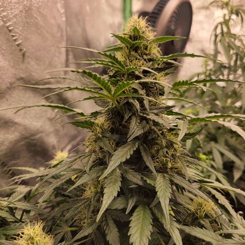 Girl Scout Cookies Extreme auto #2 (ILGM) growlog timeline photo