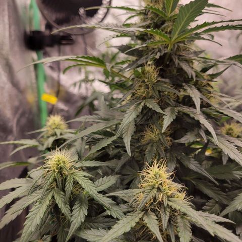 Girl Scout Cookies Extreme auto #2 (ILGM) growlog timeline photo