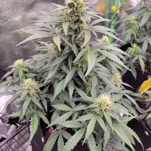 Girl Scout Cookies Extreme auto #2 (ILGM) growlog timeline photo