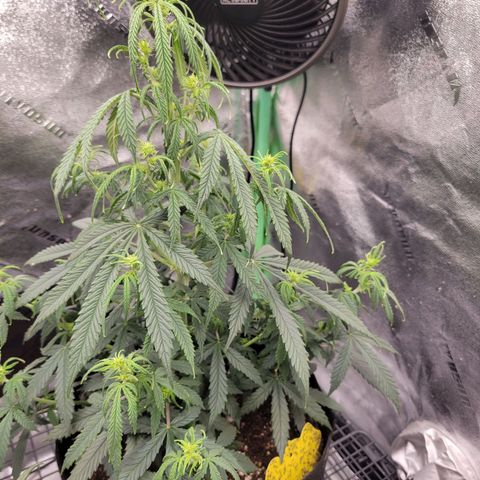 Blue Dream auto #2 (ILGM) growlog timeline photo