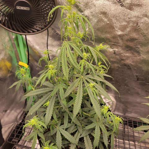 Blue Dream auto #2 (ILGM) growlog timeline photo