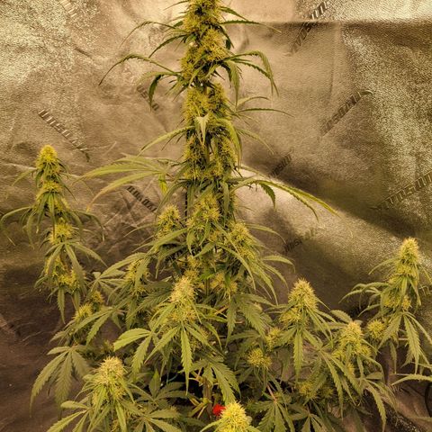 Blueberry Auto (ILGM) growlog timeline photo