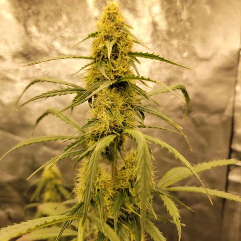 Blueberry Auto (ILGM) growlog timeline photo
