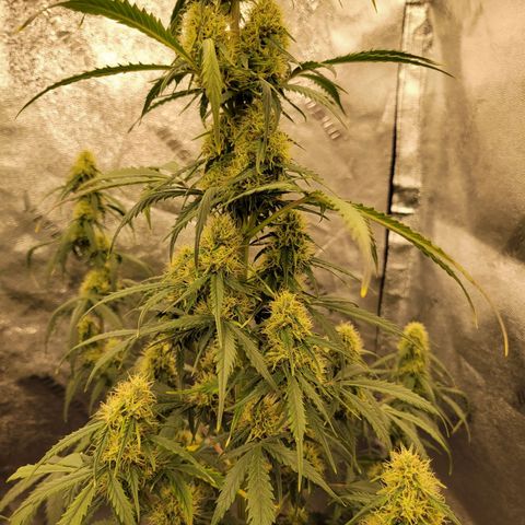 Blueberry Auto (ILGM) growlog timeline photo