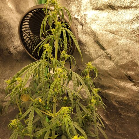 Blue Dream Auto #1 (ILGM) growlog photo: Possible light leak