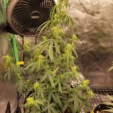 Blue Dream Auto #1 (ILGM) growlog photo: Possible light leak