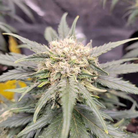 Girl Scout Cookies Extreme auto #1 (ILGM) growlog timeline photo