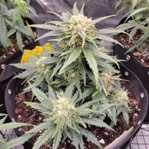 Girl Scout Cookies Extreme auto #1 (ILGM) growlog timeline photo