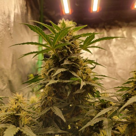 Girl Scout Cookies Extreme auto #2 (ILGM) growlog timeline photo