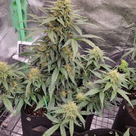 Girl Scout Cookies Extreme auto #2 (ILGM) growlog timeline photo