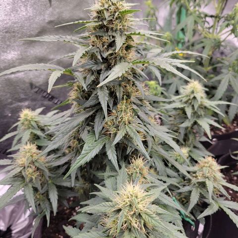 Girl Scout Cookies Extreme auto #2 (ILGM) growlog timeline photo
