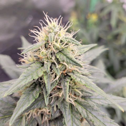 Girl Scout Cookies Extreme auto #2 (ILGM) growlog timeline photo