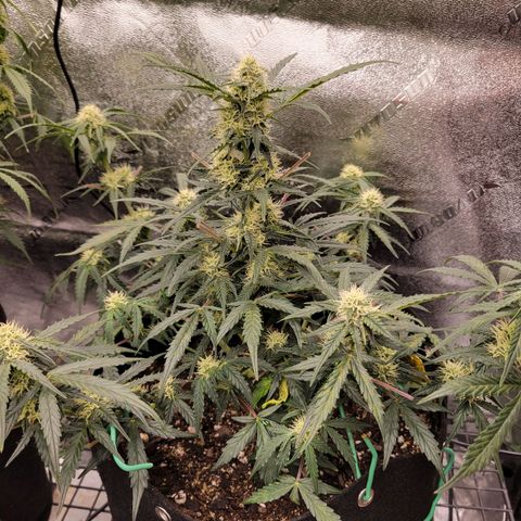 Blue Dream auto #2 (ILGM) growlog photo: Nutrition deficiency? Rust??