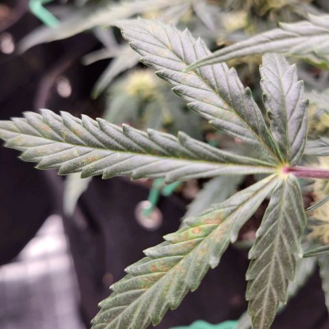 Blue Dream auto #2 (ILGM) growlog photo: Nutrition deficiency? Rust??