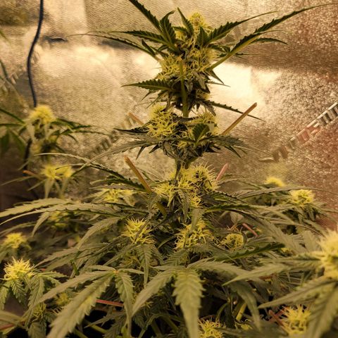 Blue Dream auto #2 (ILGM) growlog photo: Nutrition deficiency? Rust??