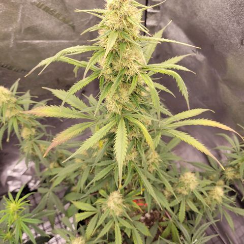 Blueberry Auto (ILGM) growlog timeline photo