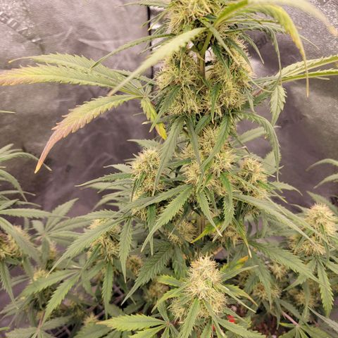 Blueberry Auto (ILGM) growlog timeline photo