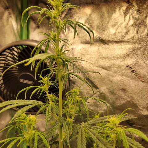 Blue Dream Auto #1 (ILGM) growlog timeline photo