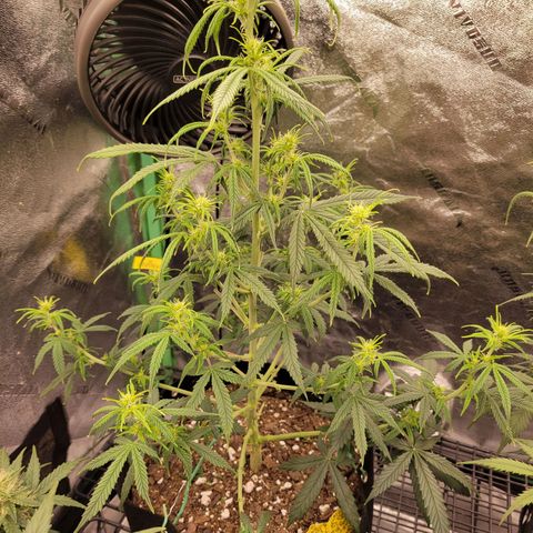 Blue Dream Auto #1 (ILGM) growlog timeline photo