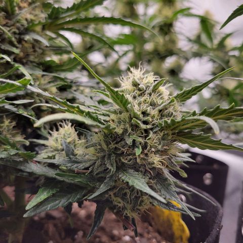 Girl Scout Cookies Extreme auto #1 (ILGM) growlog timeline photo