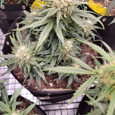 Girl Scout Cookies Extreme auto #1 (ILGM) growlog timeline photo