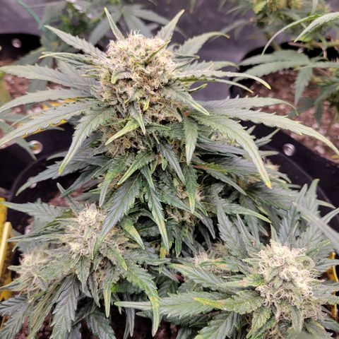 Girl Scout Cookies Extreme auto #1 (ILGM) growlog timeline photo