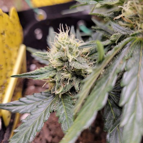 Girl Scout Cookies Extreme auto #1 (ILGM) growlog timeline photo